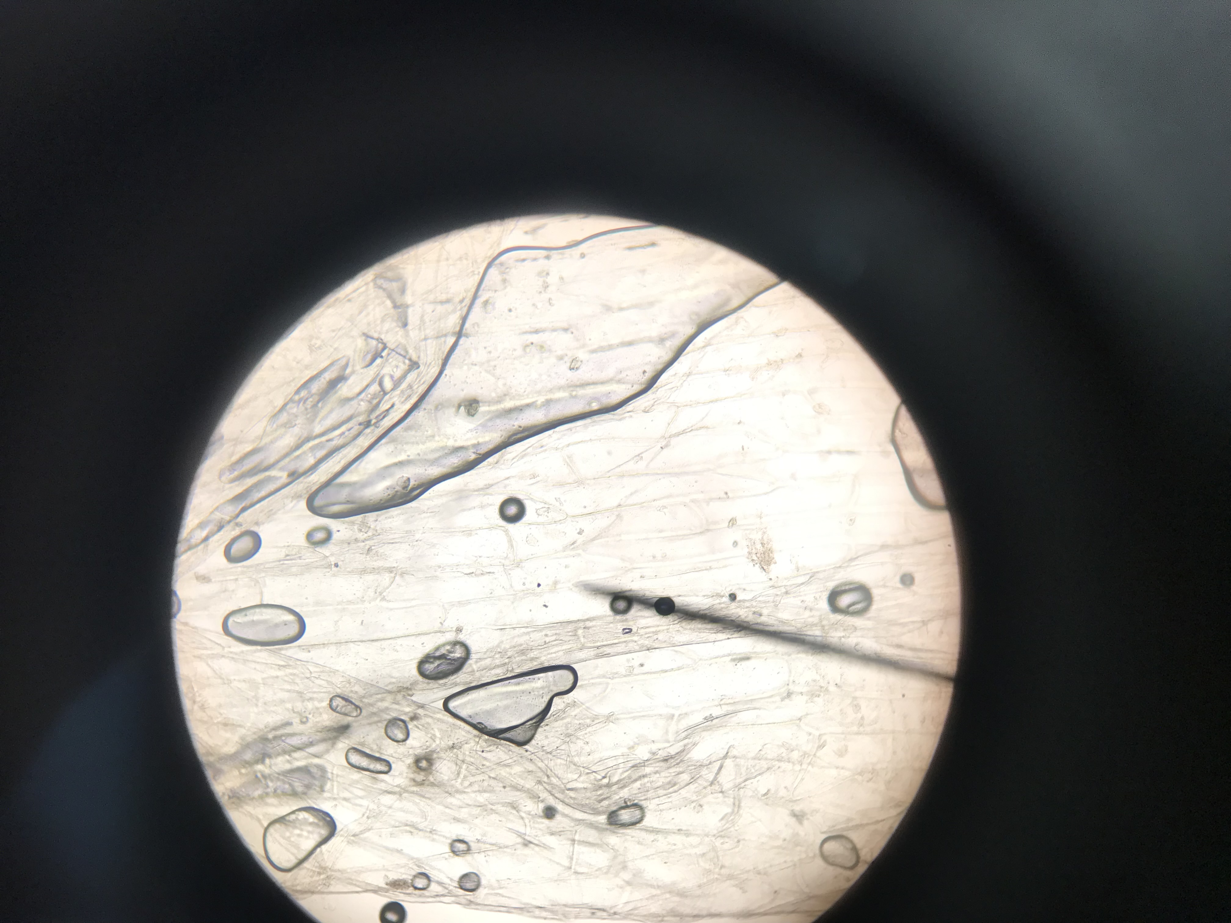 Eine Zwiebelschuppe unter derm Mikroskop